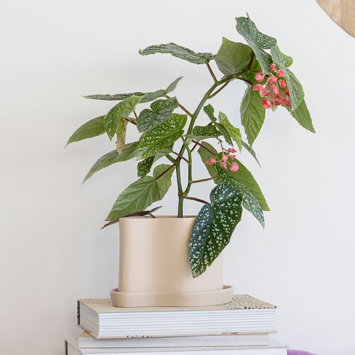 Plant pots